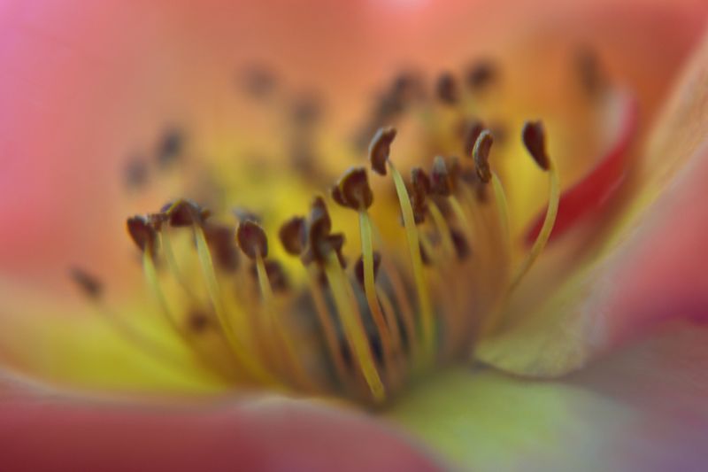 © Ann Petruckevitch - Camelia