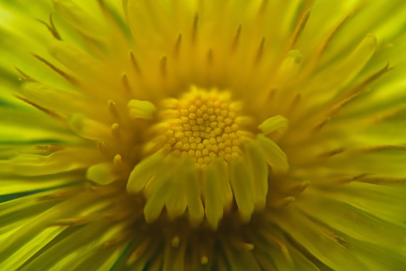 © Ann Petruckevitch - Dandelion