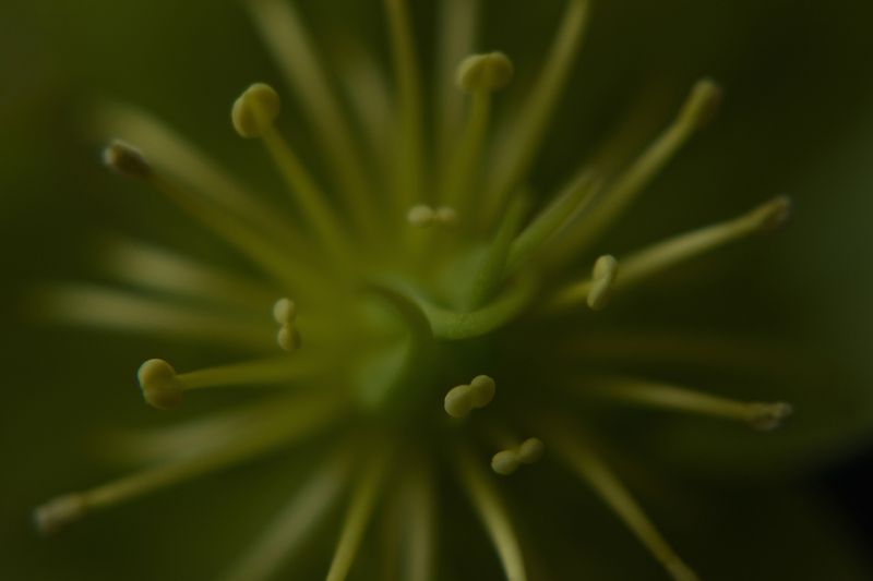 © Ann Petruckevitch - Helliborus