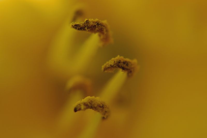 © Ann Petruckevitch - Lily