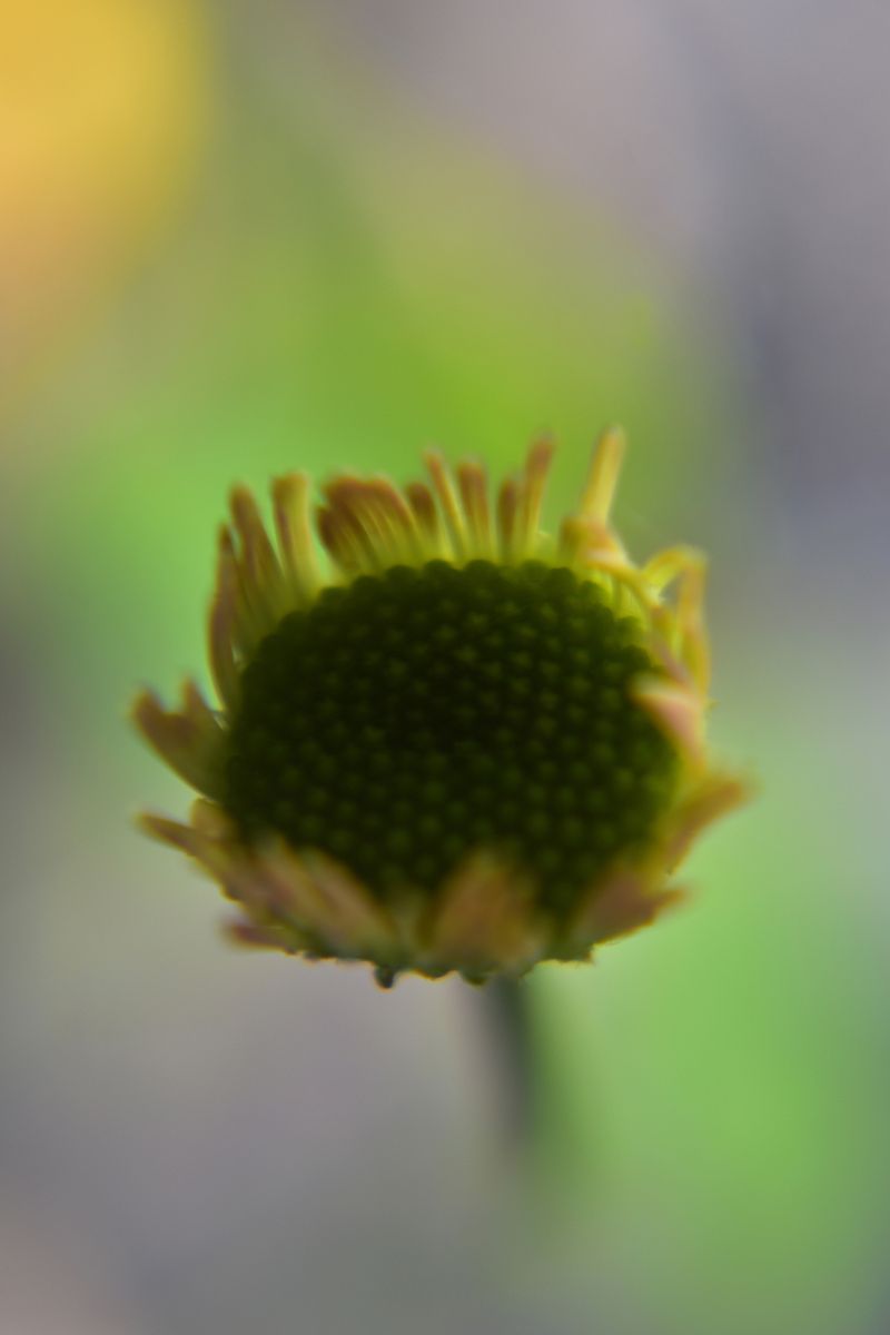 © Ann Petruckevitch - Erigeron