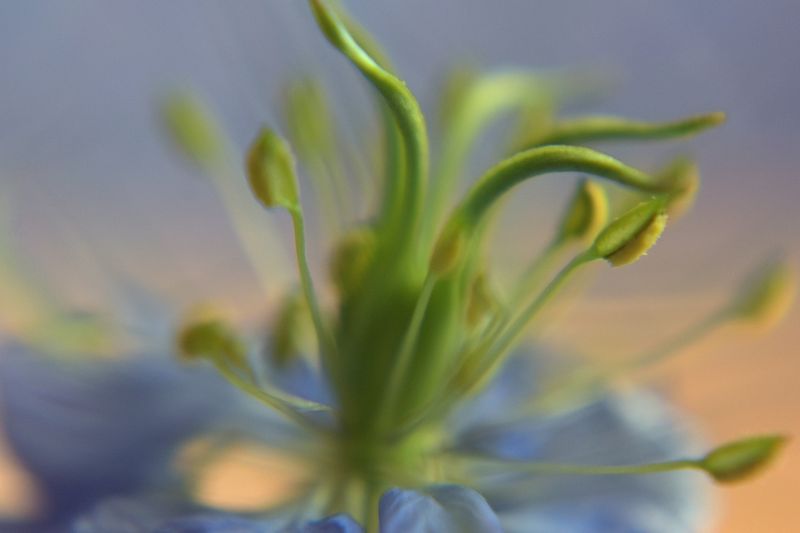 © Ann Petruckevitch - Love in a mist