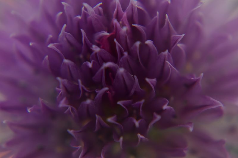 © Ann Petruckevitch - Allium