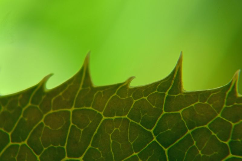 © Ann Petruckevitch - Image from the Nature knows no pause.... photography project