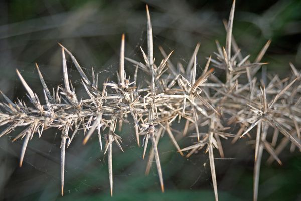 © Ann Petruckevitch - Image from the Textures photography project