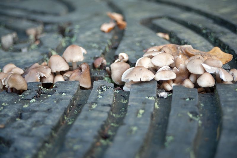 © Ann Petruckevitch - Image from the Textures photography project