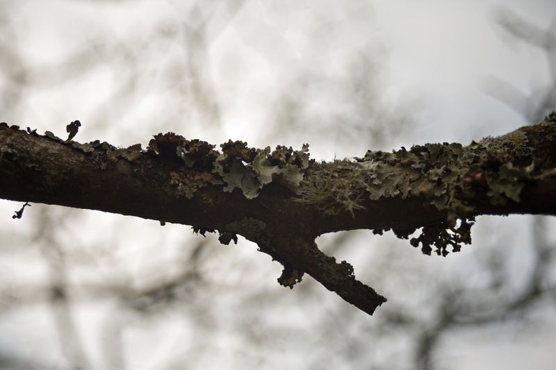 © Ann Petruckevitch - Image from the Textures photography project