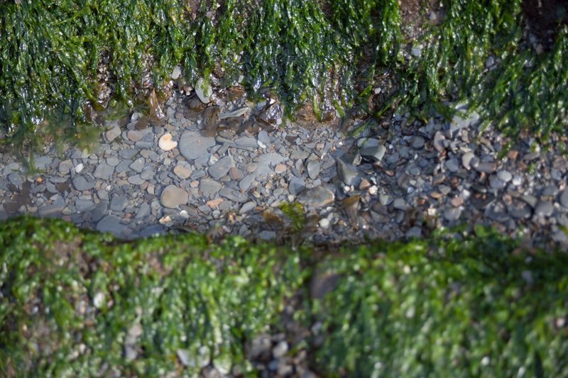 © Ann Petruckevitch - Image from the Textures photography project