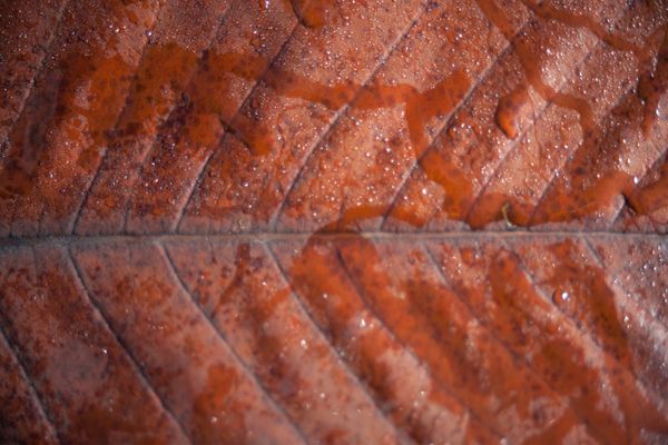 © Ann Petruckevitch - Image from the Textures photography project