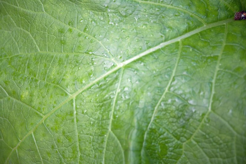 © Ann Petruckevitch - Image from the Textures photography project