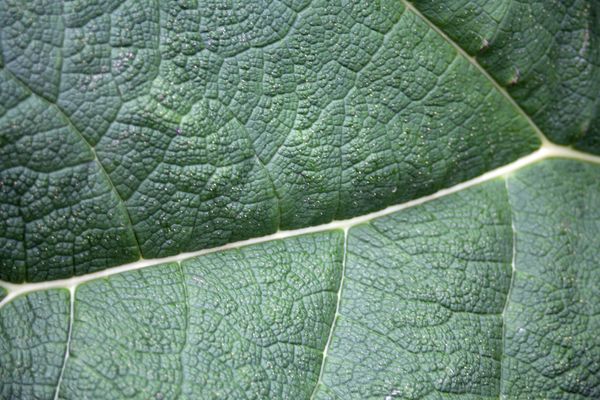 © Ann Petruckevitch - Image from the Textures photography project