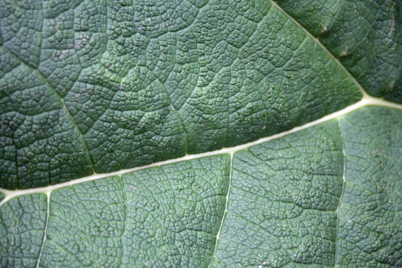 © Ann Petruckevitch - Image from the Textures photography project