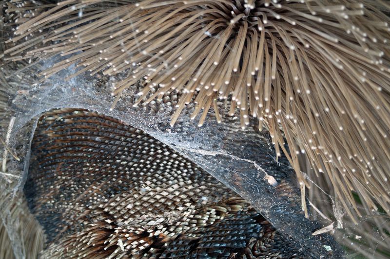 © Ann Petruckevitch - Image from the Textures photography project