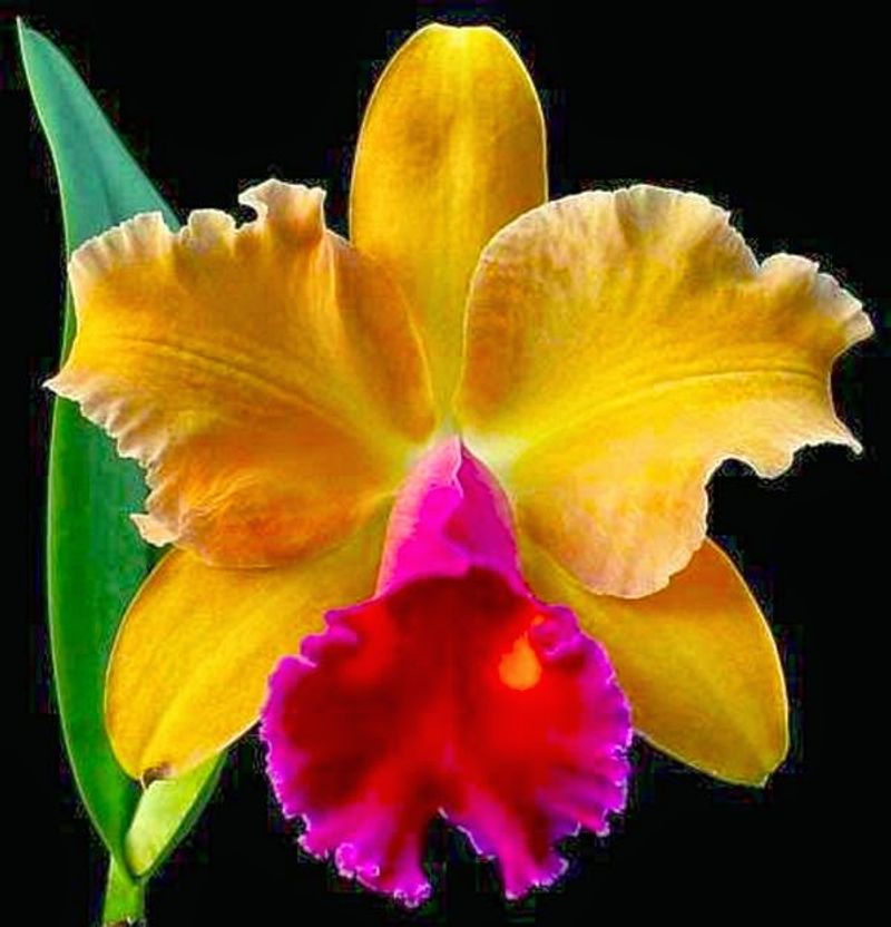 © Jürgen Joherl - A beautiful Lily head