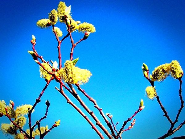 © Jürgen Joherl - Seems these are called "katjes" in the Dutch language and in English maybe a "kittens bush"?🤔