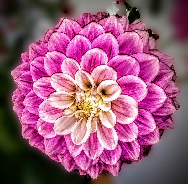 © Jürgen Joherl - A beautiful flower head