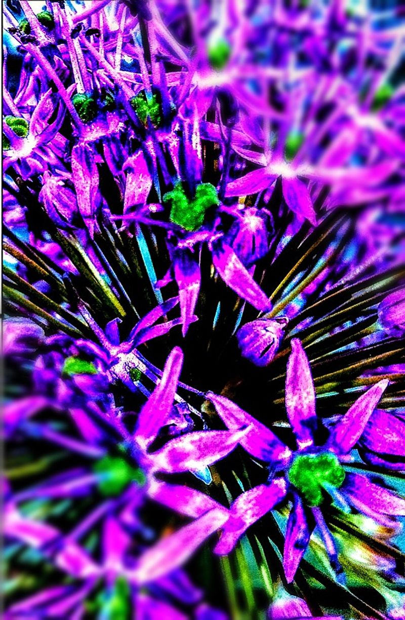 © Jürgen Joherl - Close-up of a allium (onion) head