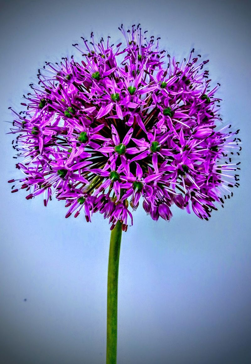 © Jürgen Joherl - Allium (Onion) Flower Head