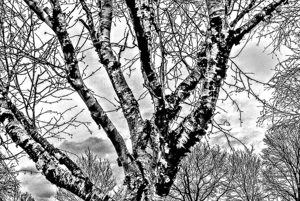 © Jürgen Joherl - A birch tree @Wolvega, NL.