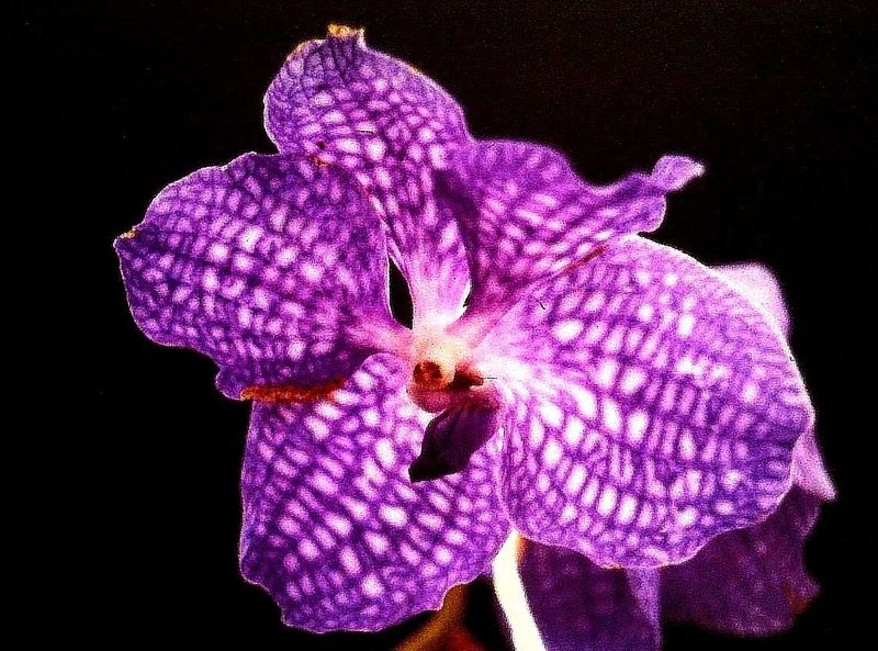 © Jürgen Joherl - Orchid_4