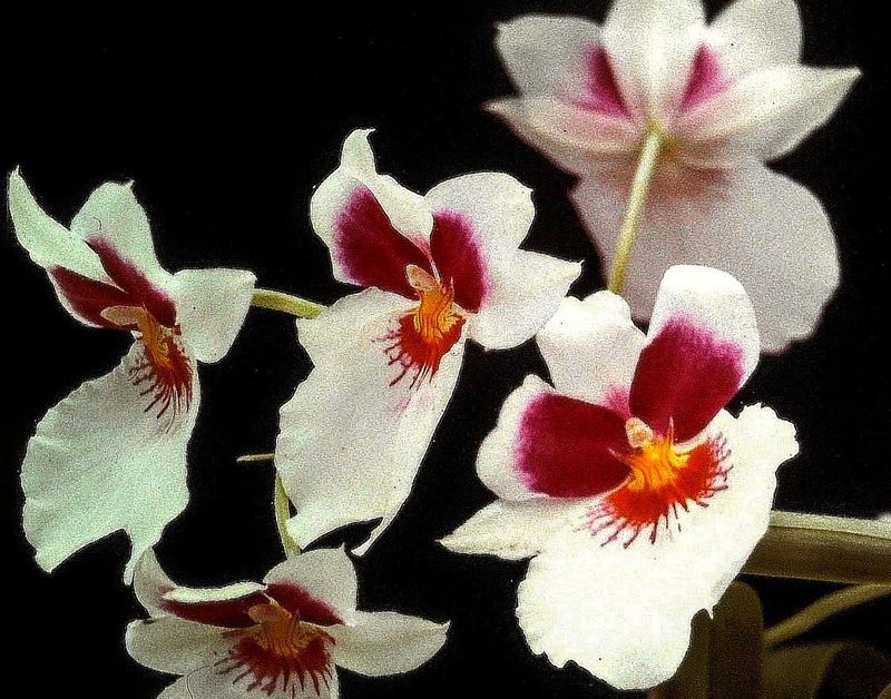 © Jürgen Joherl - Orchid_1