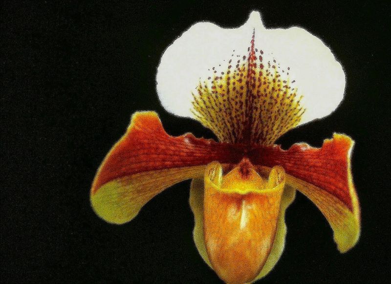 © Jürgen Joherl - Orchid_3