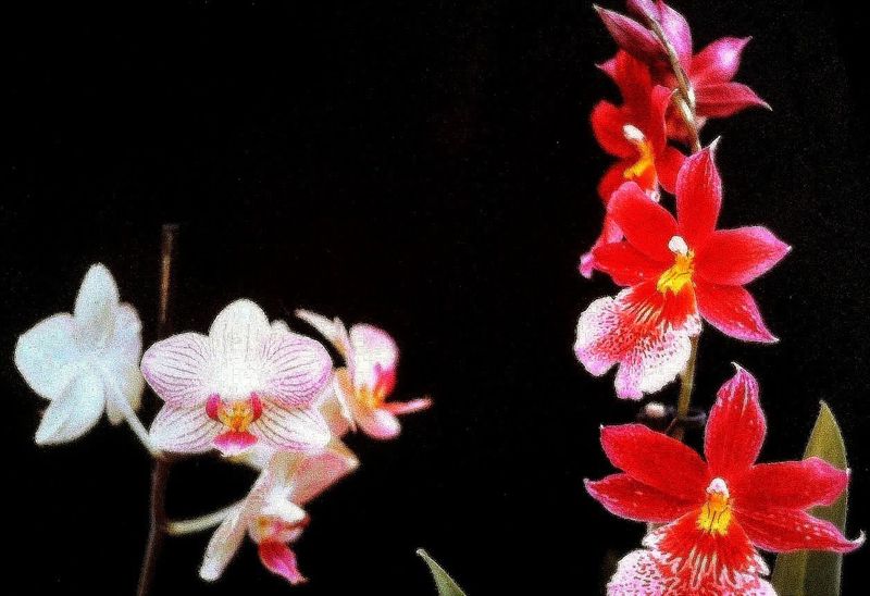 © Jürgen Joherl - Orchid_7