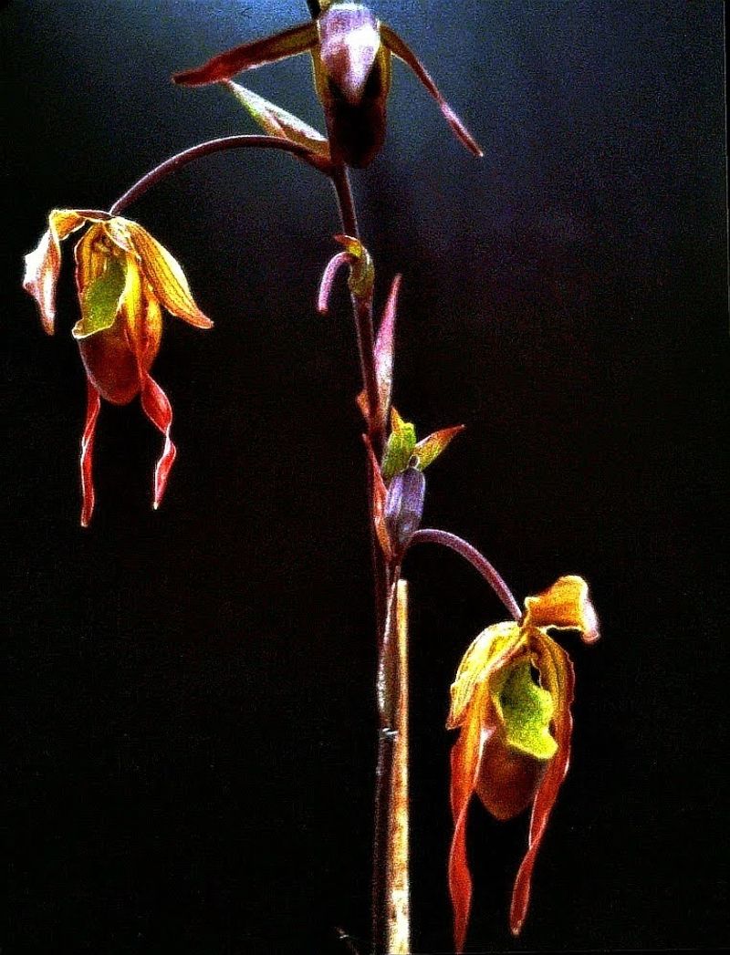 © Jürgen Joherl - Orchid_2