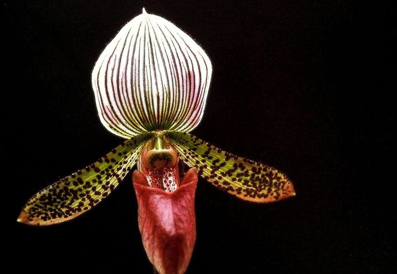 © Jürgen Joherl - Orchid_6