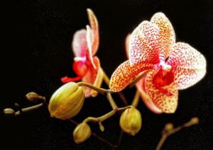 Orchid Series