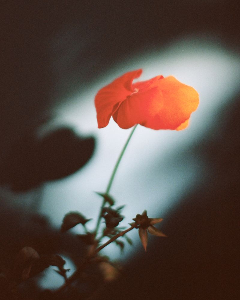 © Xanthe Hutchinson - Image from the Boys Don't Cry photography project