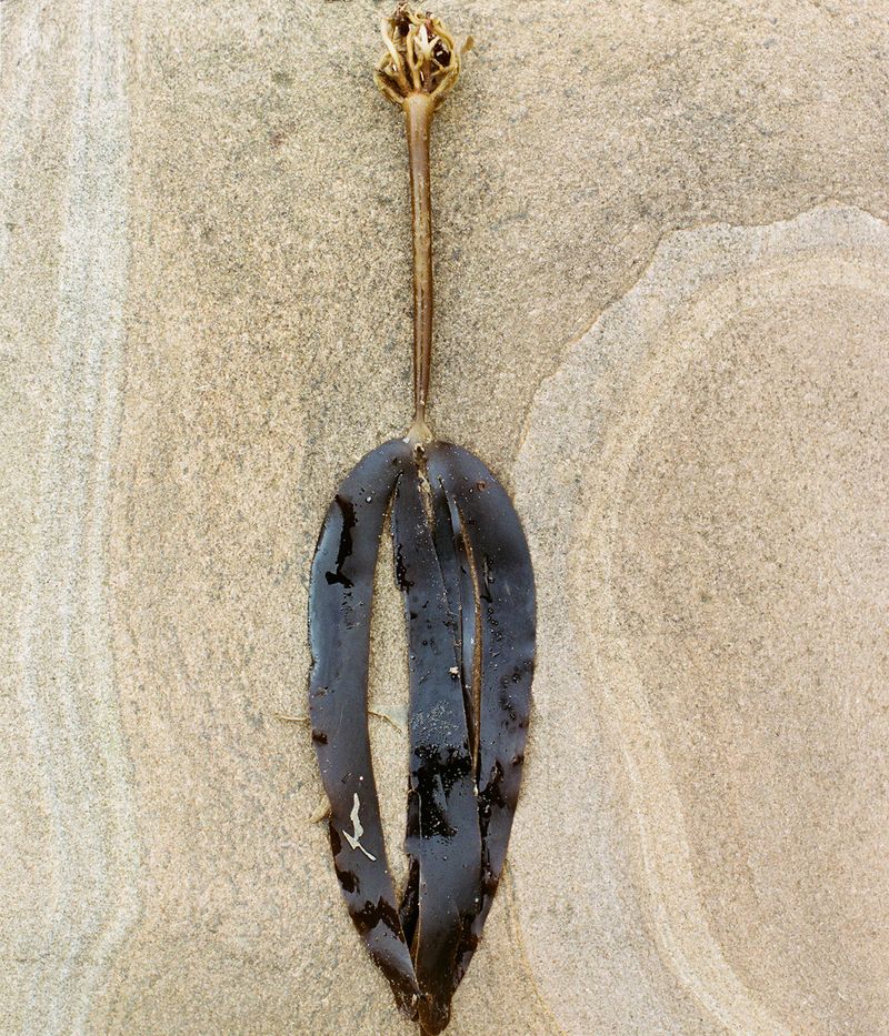 © Xanthe Hutchinson - Untitled (IV)