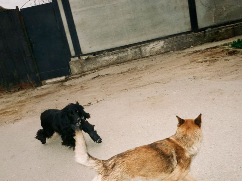 © Anastasia Miseyko - Two dogs confront each other on a residential street, characterised by elements typical of post-Soviet domestic peripheries.