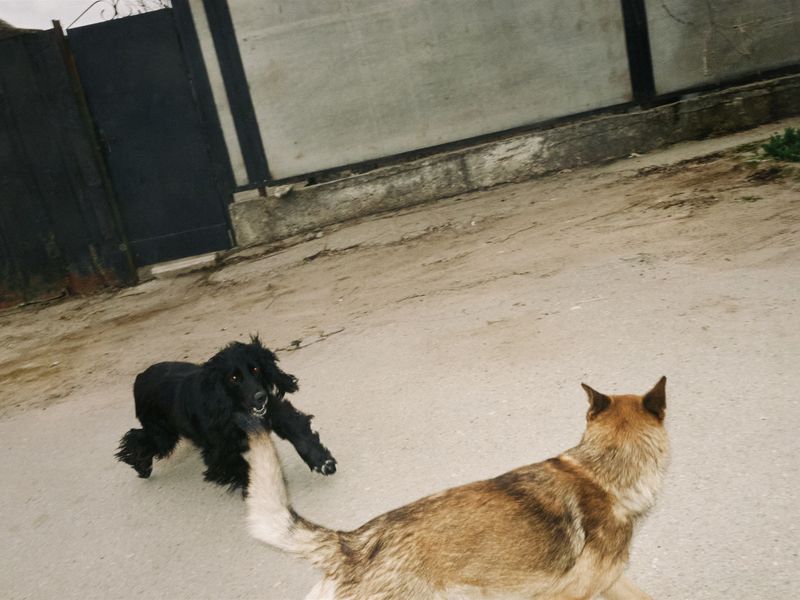 © Anastasia Miseyko - Two dogs confront each other on a residential street, characterised by elements typical of post-Soviet domestic peripheries.