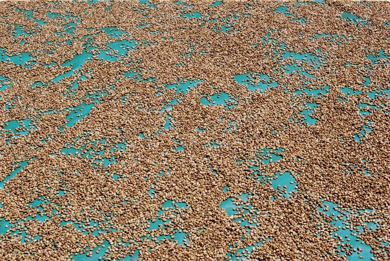 © Gabriel Le petit cooper - Image from the The Hands That Cultivate photography project