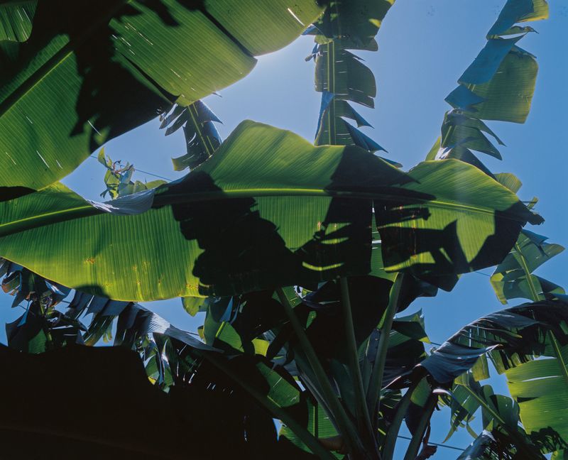 © Gabriel Le petit cooper - Image from the The Hands That Cultivate photography project