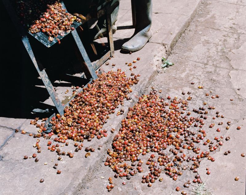 © Gabriel Le petit cooper - Image from the The Hands That Cultivate photography project