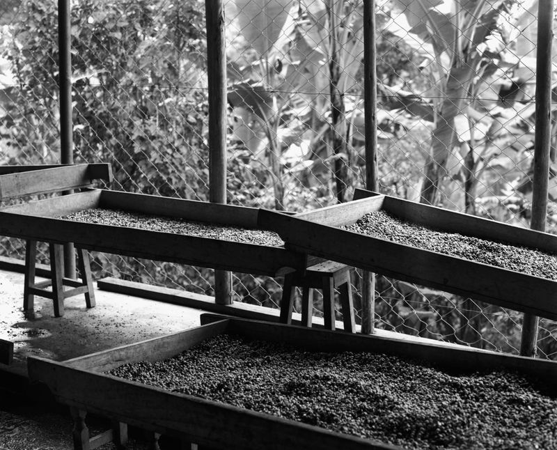 © Gabriel Le petit cooper - Image from the The Hands That Cultivate photography project