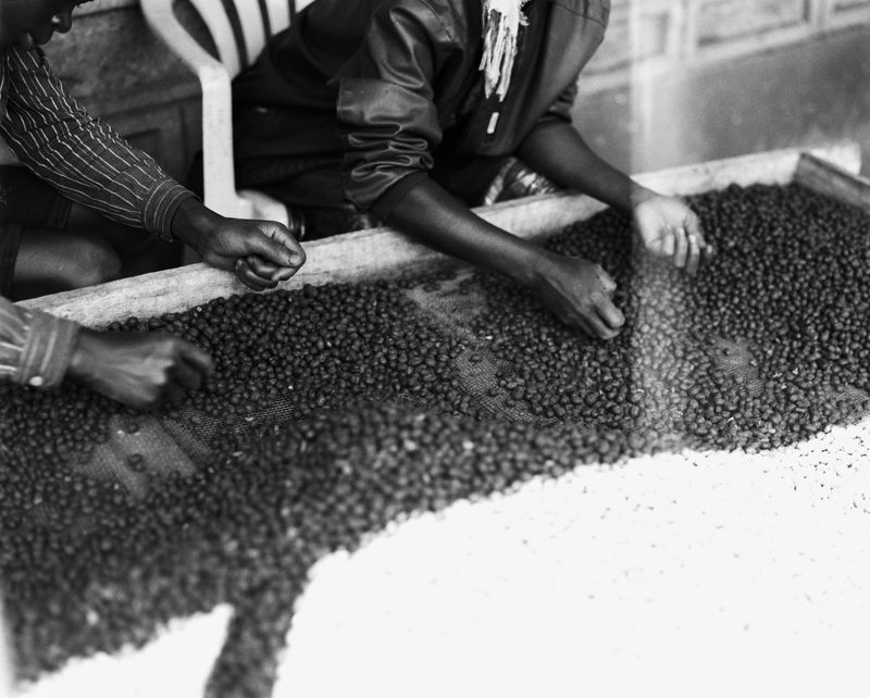 © Gabriel Le petit cooper - Image from the The Hands That Cultivate photography project