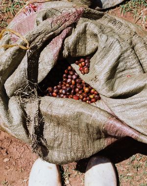 The Hands That Cultivate