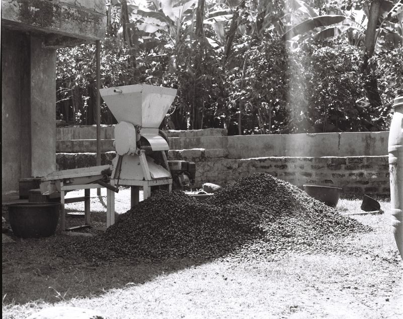 © Gabriel Le petit cooper - Image from the Les mains qui cultivent photography project