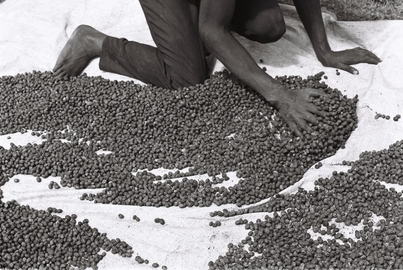 © Gabriel Le petit cooper - Image from the Les mains qui cultivent photography project