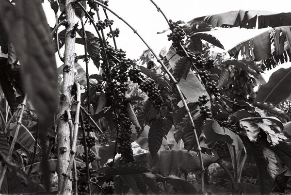 © Gabriel Le petit cooper - Image from the Les mains qui cultivent photography project