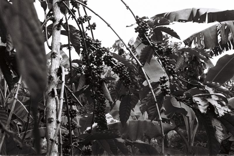 © Gabriel Le petit cooper - Image from the Les mains qui cultivent photography project