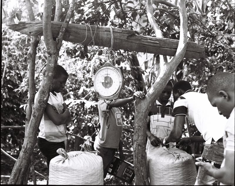 © Gabriel Le petit cooper - Image from the Les mains qui cultivent photography project