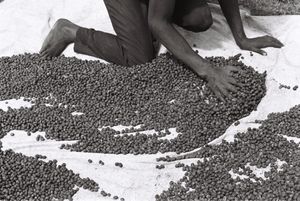 Les mains qui cultivent