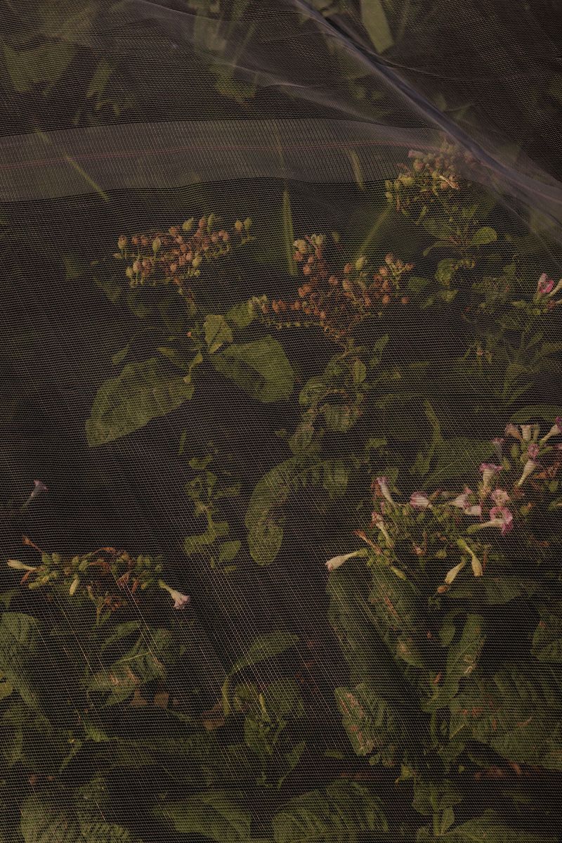 © valeriomuscella - Image from the Sabr - Daily life as resistance in the West Bank photography project