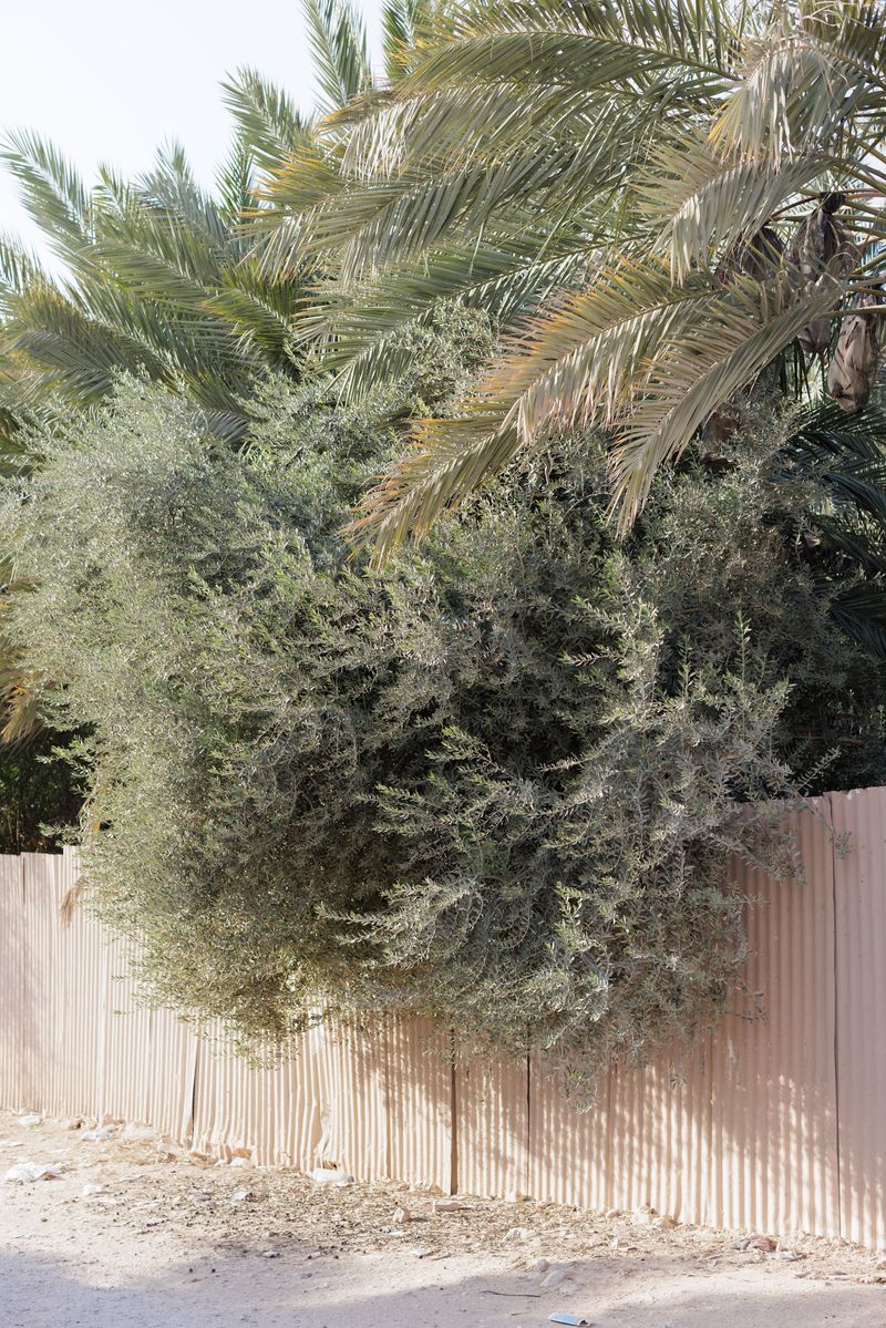 © valeriomuscella - Image from the Sabr - Daily life as resistance in the West Bank photography project