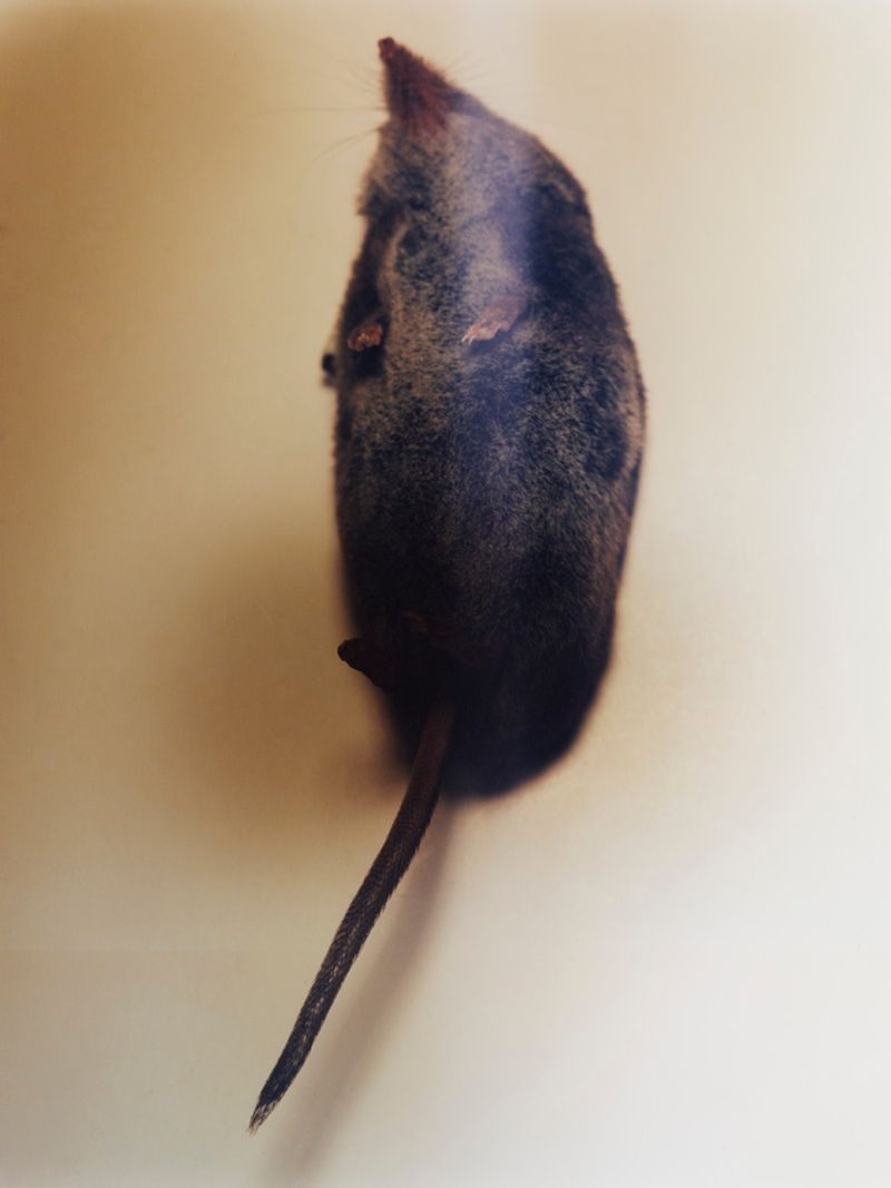 © Theo Elias - Image from the Stalo photography project