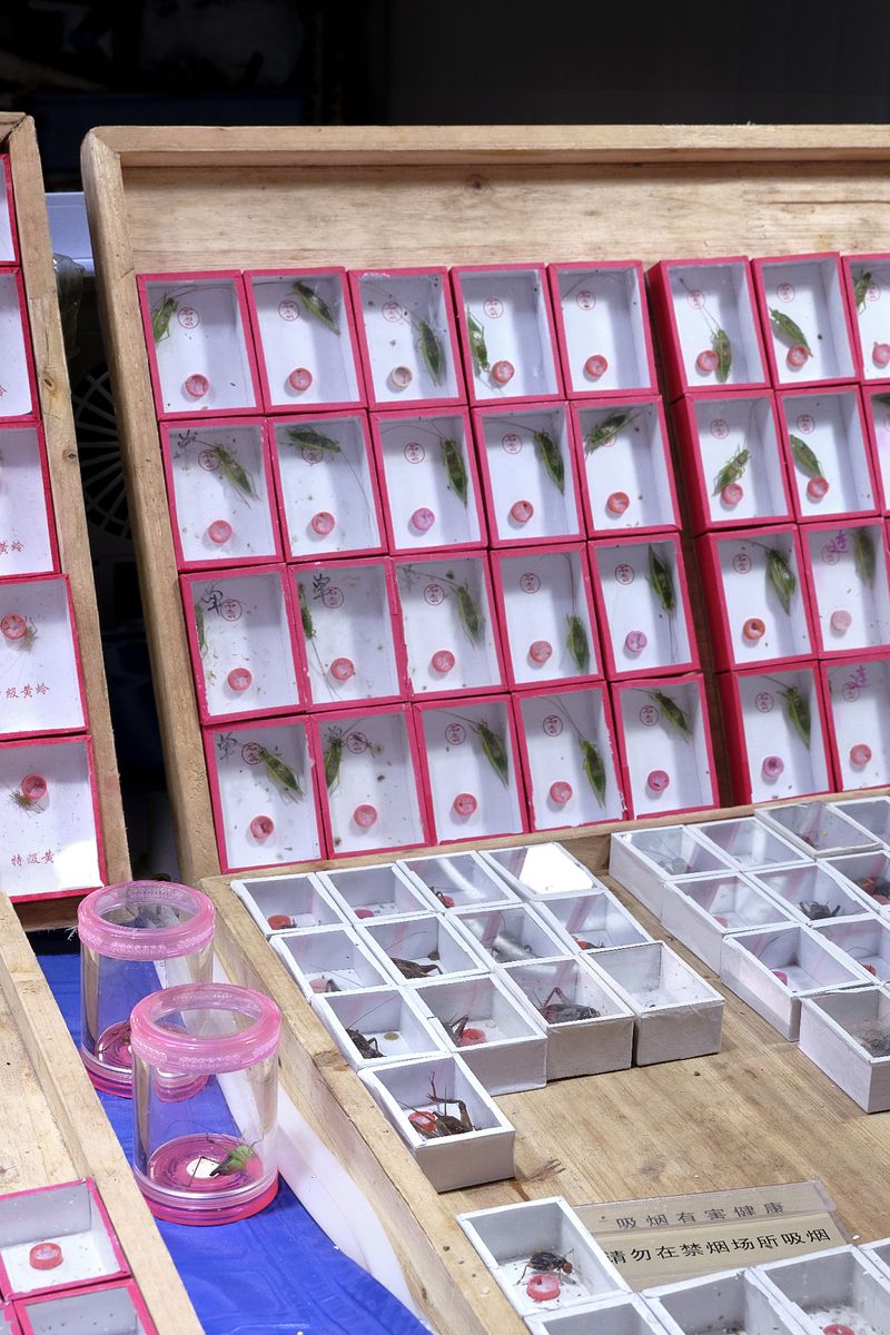 © Laurence Kubski - Image from the Crickets photography project